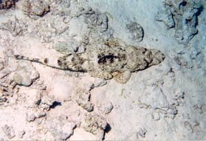 Krokodilvis