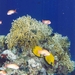 Red Sea