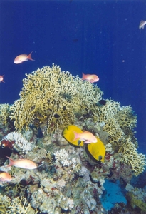 Red Sea