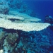 Diver Below