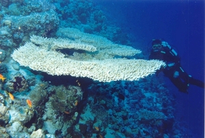Diver Below