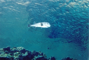 Kogelvis
