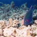 Hurghada