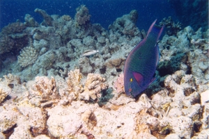 Hurghada