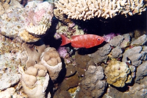 Red Sea