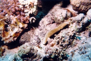 Steenvis
