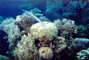 Hurghada