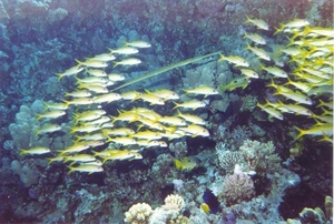 Red Sea