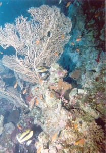 Gorgonen
