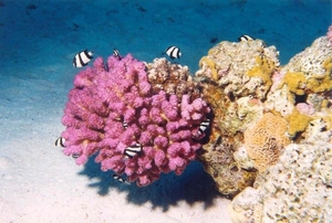 Zebravisjes