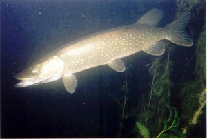 Snoek in de put van Ekeren