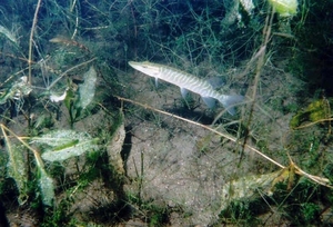 Snoekje