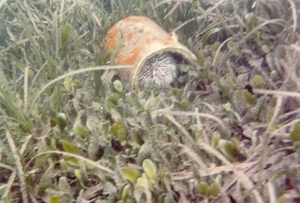 Zee-egel in blik