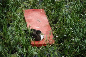 Zomer 2009 aan de Kleine Nete
