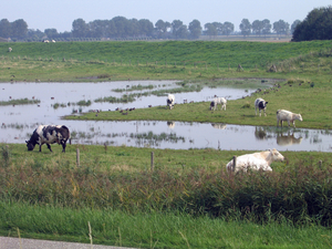 westerschelde