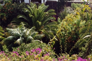 374_BLOEMEN_EN_PLANTEN