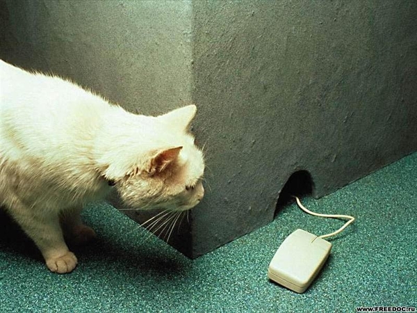 dierenhumor 07 (Medium)