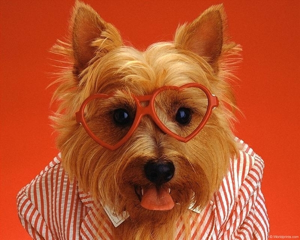 dierenhumor 12 (Medium)