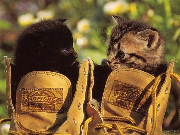 dierenhumor 45 (Medium)