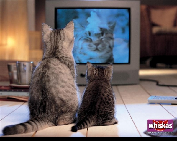 dierenhumor 49 (Medium)