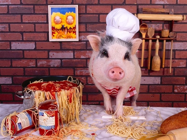 dierenhumor 69 (Medium)