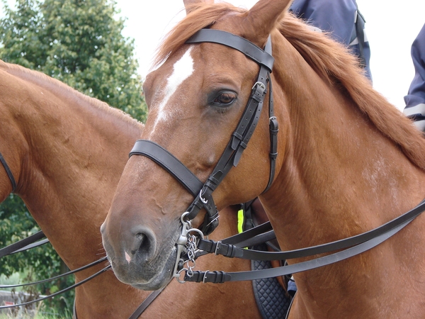 Politiepaarden Rock Werchter