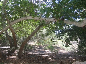 Reis USA - 2008 055