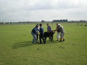 de stier wordt gemerkt met een heet ijzer