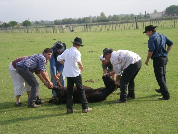 Met de staart rond de achterste poten gedraaid, valt de stier