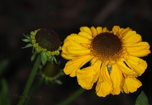 Helenium(foto Wolf)