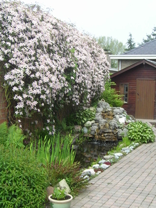 mijn vijver ,een waterval van clematis (Morse)