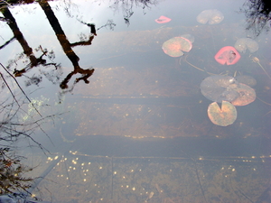 Merel Waterspiegel