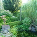 zomer08( akelei)