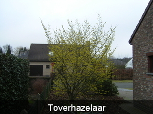 Toverhazelaar