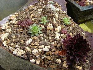 Vetplantjes. Merel