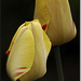 tulpen (Wolfke)
