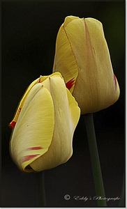tulpen (Wolfke)