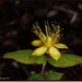 Hypericum(foto Wolf)