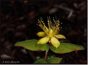 Hypericum(foto Wolf)
