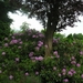 DSCN0423