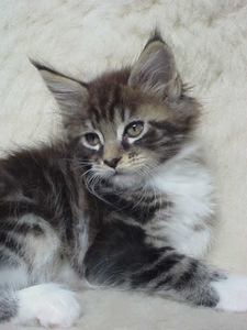 Black tabby classic white K1 8wks c