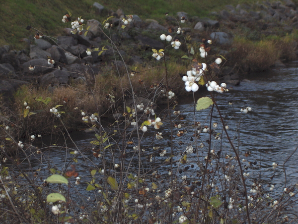 ottrot en julien 020