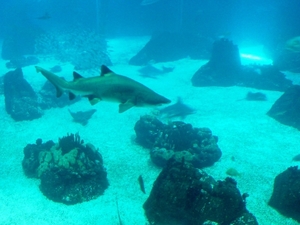 2 Lissabon _Oceanario de Lisboa _haai