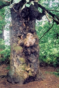 Sherwood forrest