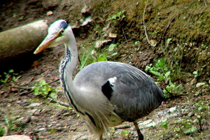 Reiger-1