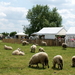 Vakantiehoeve-ONS HUIS-Staden(opendeur)