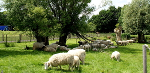 Vakantiehoeve-ONS HUIS-Staden(opendeur)