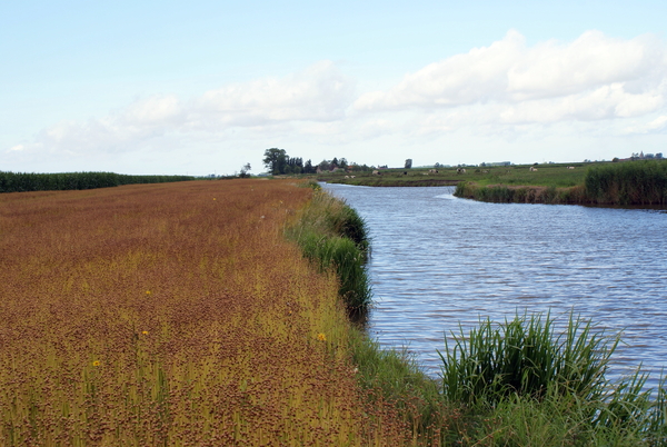 Diksmuide-Lo-(Ijzergebied)-Vlas