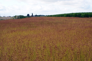 Diksmuide-Lo-(Ijzergebied)-Vlasgaard