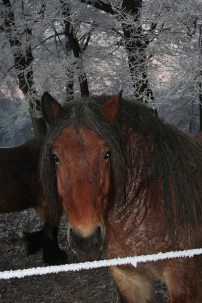 basiel, zoon van margriet